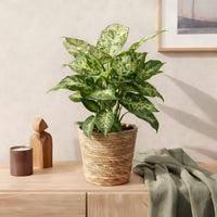 Dieffenbachia ‘Compacta’ – Dieffenbachia kamerplant