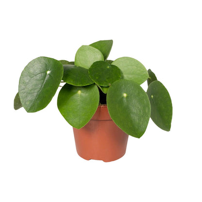Pilea Peperomioides – Pannenkoekplant kamerplant