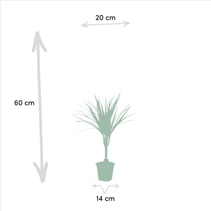 2x Dracaena - ↨60cm - Ø14cm
