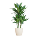 Dracaena  Janet Lindt met Viber wit - 95cm - Ø21