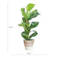 Ficus Lyrata met Mand Lissabon wit - 80cm - Ø21