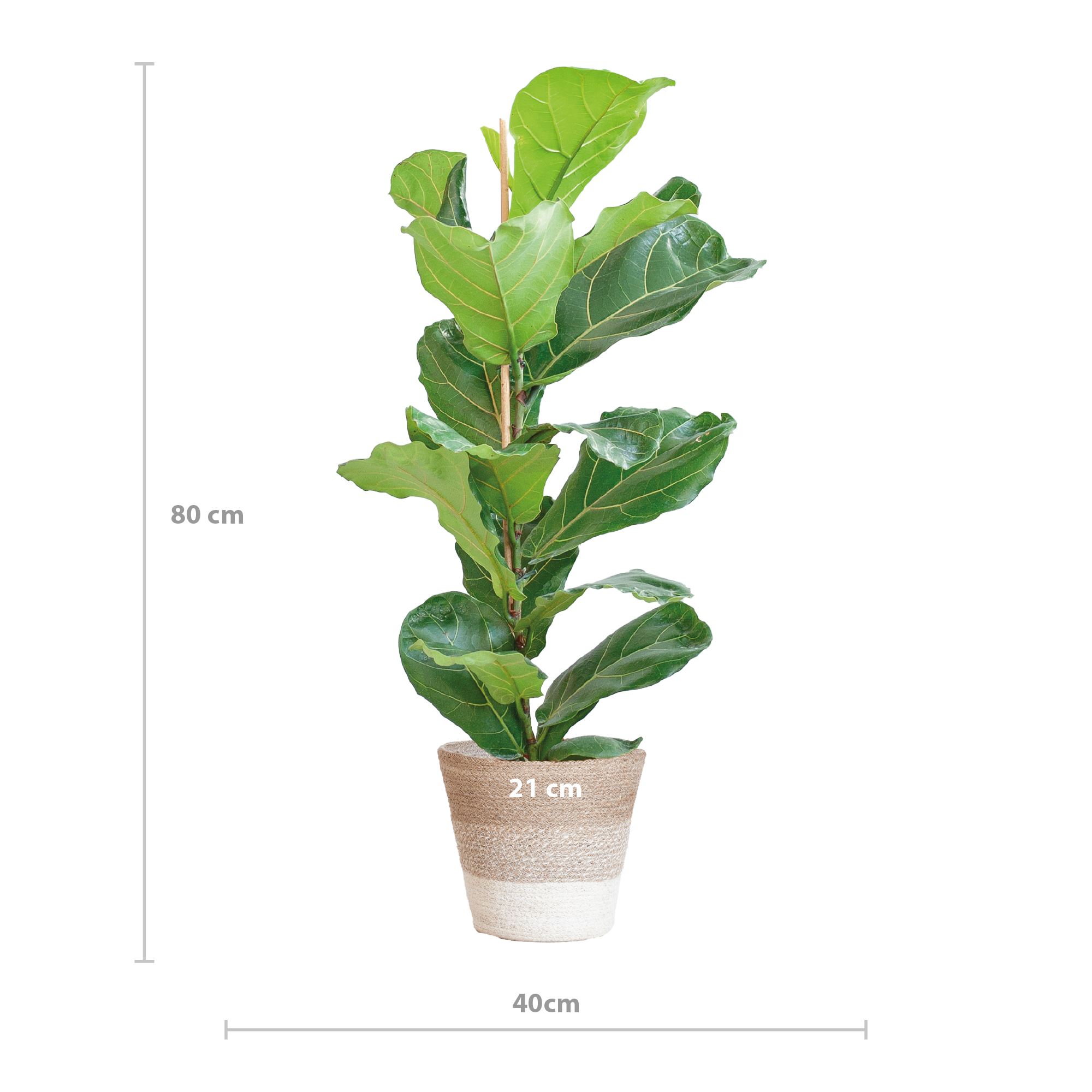 Ficus Lyrata met Mand Lissabon wit - 80cm - Ø21