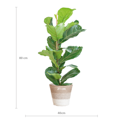 Ficus Lyrata met Mand Lissabon wit - 80cm - Ø21