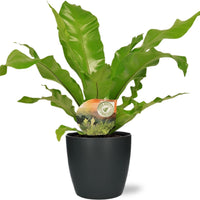 Asplenium nidus Nestvaren