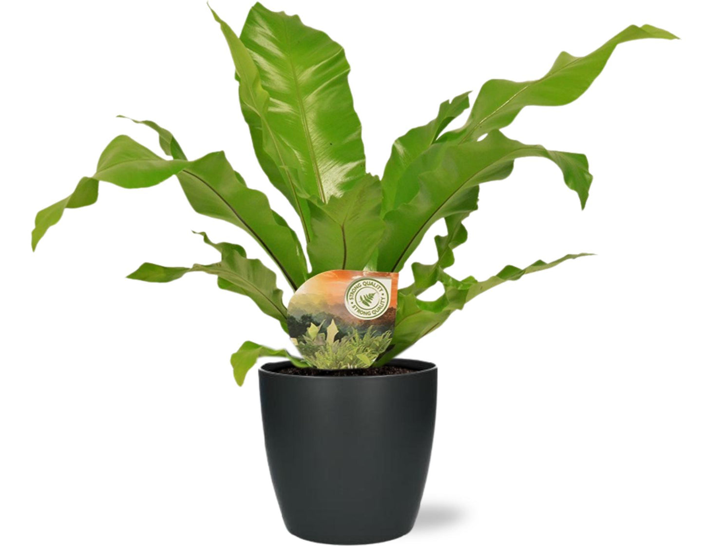 Asplenium nidus Nestvaren
