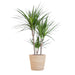 Dracaena Marginata met naturel mand - 95cm - Ø21