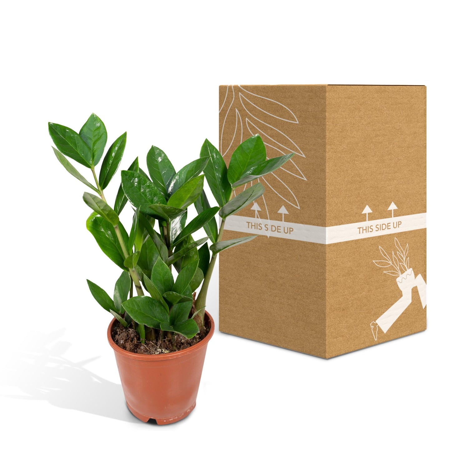 Zamioculas - Ø12cm - ↕35cm