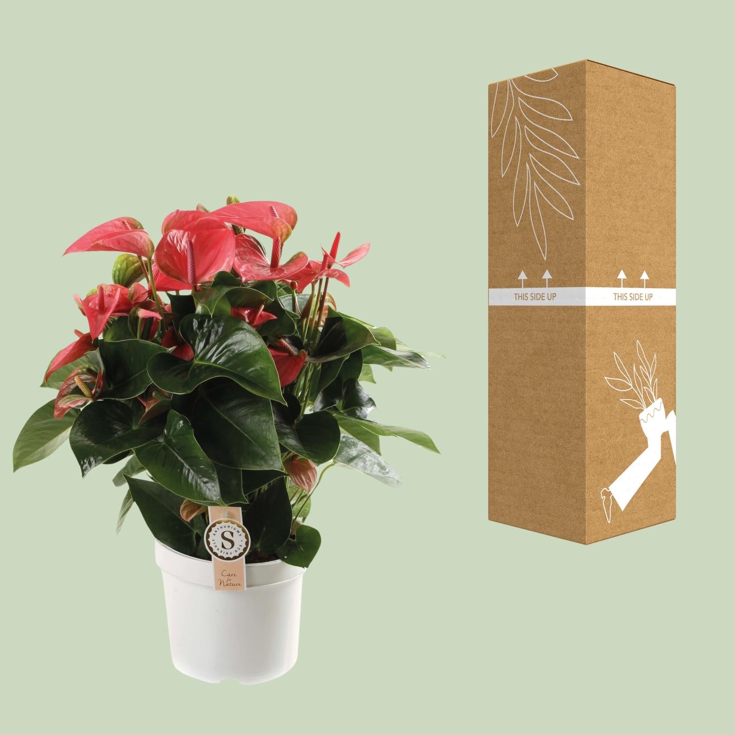 Anthurium – Flamingoplant Ø12 35-45 cm