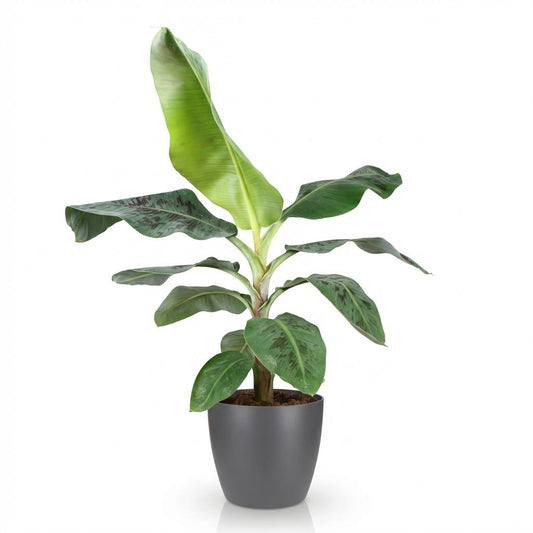 Musa Dwarf Cavendish – Bananenplant kamerplant