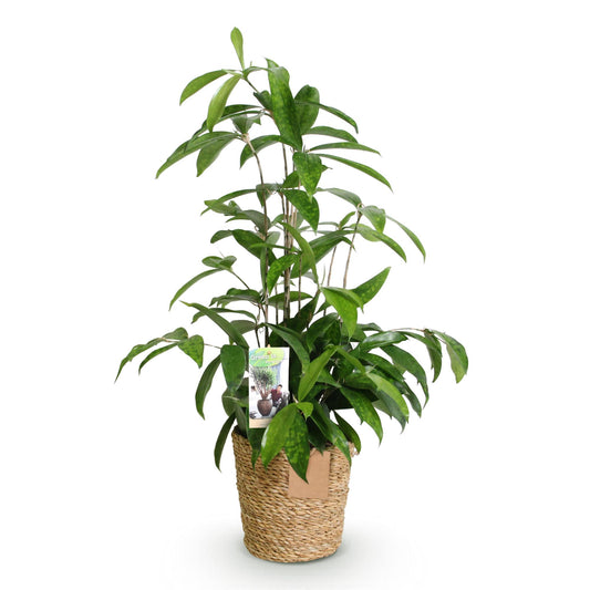 Dracaena Surculosa – Drakenbloedboom kamerplant