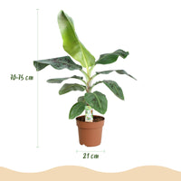 Musa Dwarf Cavendish – Bananenplant kamerplant