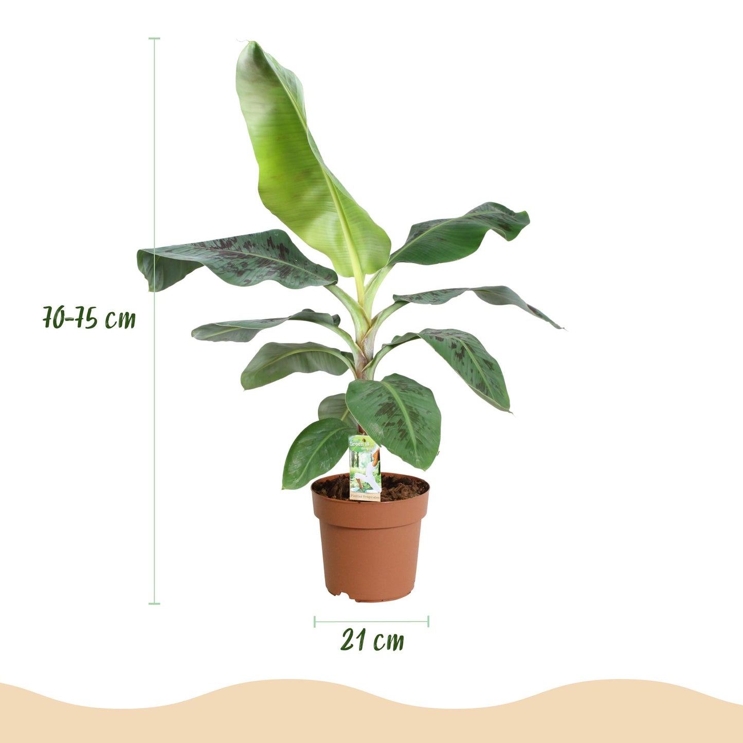 Musa Dwarf Cavendish – Bananenplant kamerplant