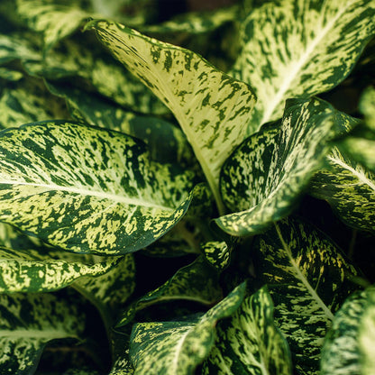 Dieffenbachia ‘Compacta’ – Dieffenbachia kamerplant