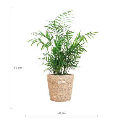 Chamadorea Elegans met Sofia mand naturel - 55cm - Ø17