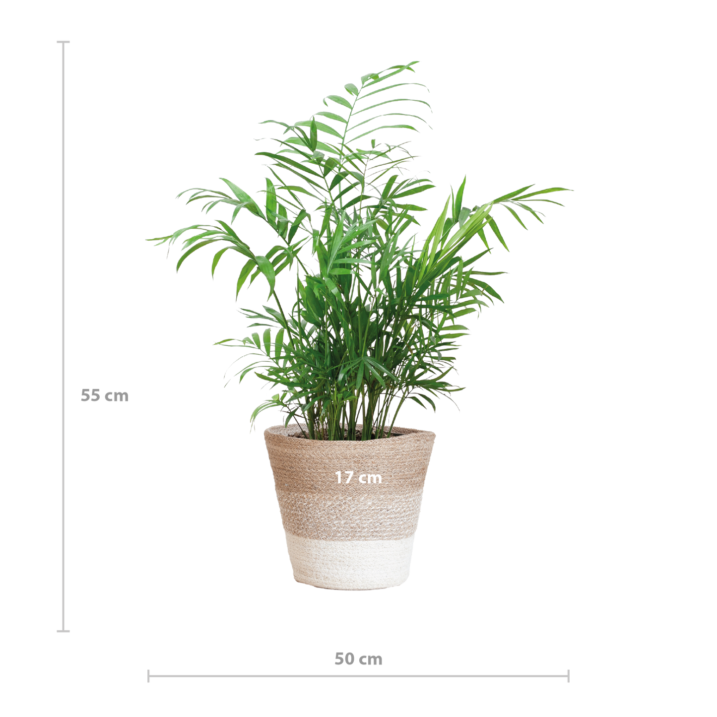 Chamadorea Elegans met Mand Lissabon wit - 55cm - Ø17