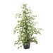 Ficus benjamina Twilight - Ø21cm - ↕95cm
