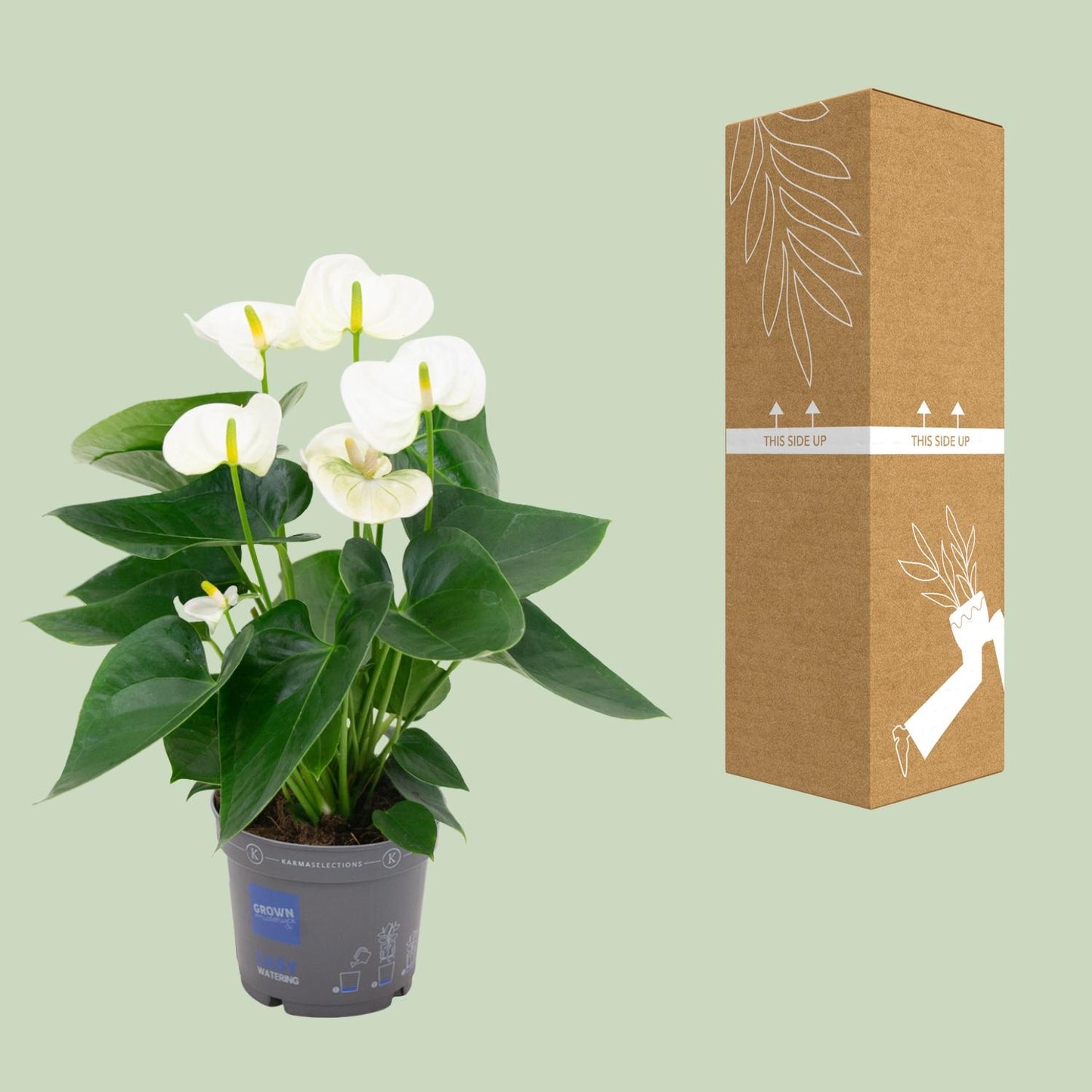 Anthurium – Flamingoplant Ø12 35-45 cm
