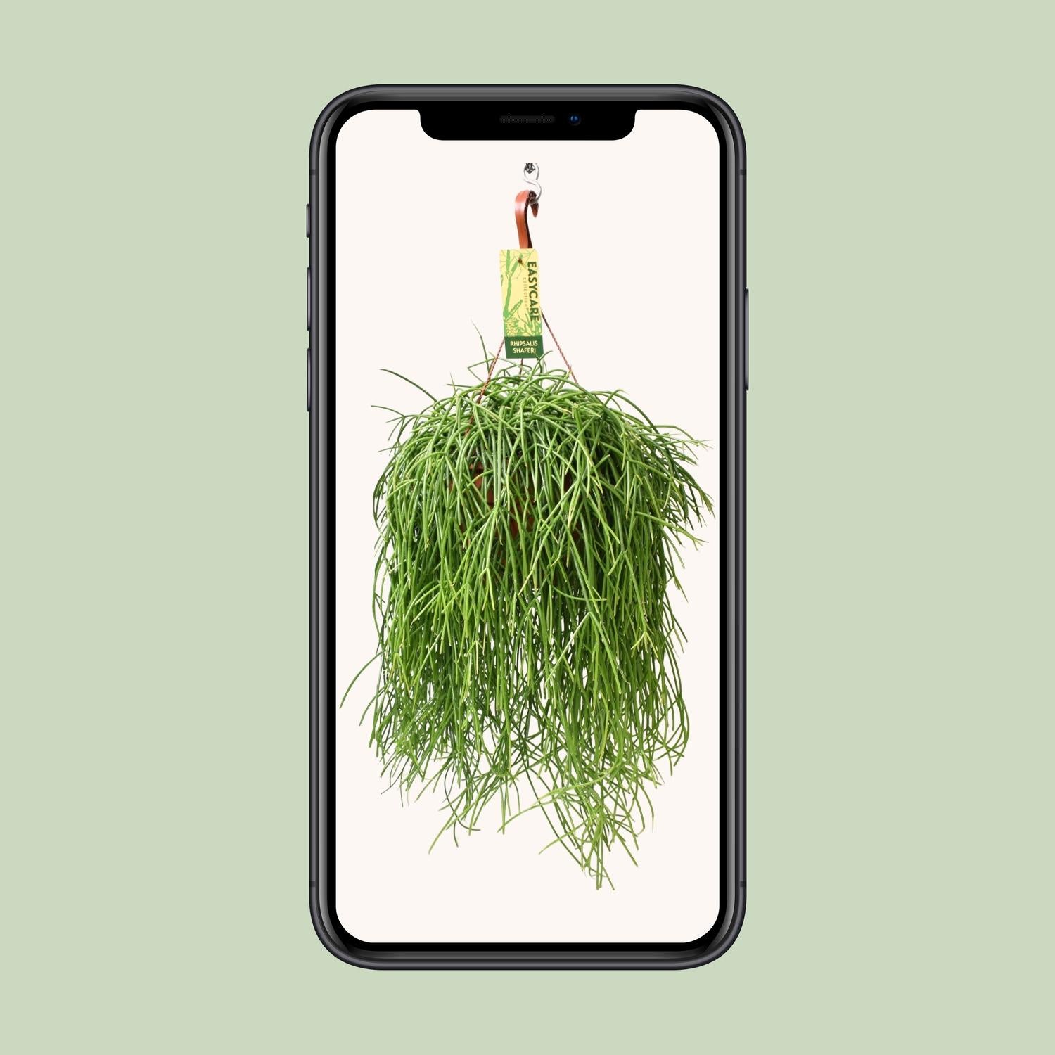 Rhipsalis Baccifera Shaferi - Ø21 ↕60