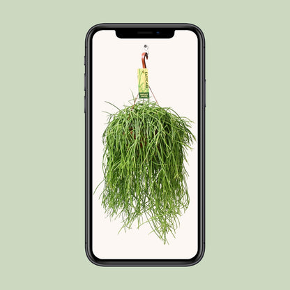 Rhipsalis Baccifera Shaferi - Ø21 ↕60