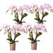 Phalaenopsis ‘Portugal’ – Ø9cm – ↕25-35cm COMBI DEAL van 4 planten
