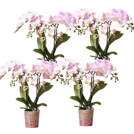 Phalaenopsis ‘Portugal’ – Ø9cm – ↕25-35cm COMBI DEAL van 4 planten
