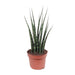 Sansevieria Fernwood Mikado - Ø12cm - ↕40cm