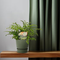 Asplenium Parvati – Nestvaren kamerplant