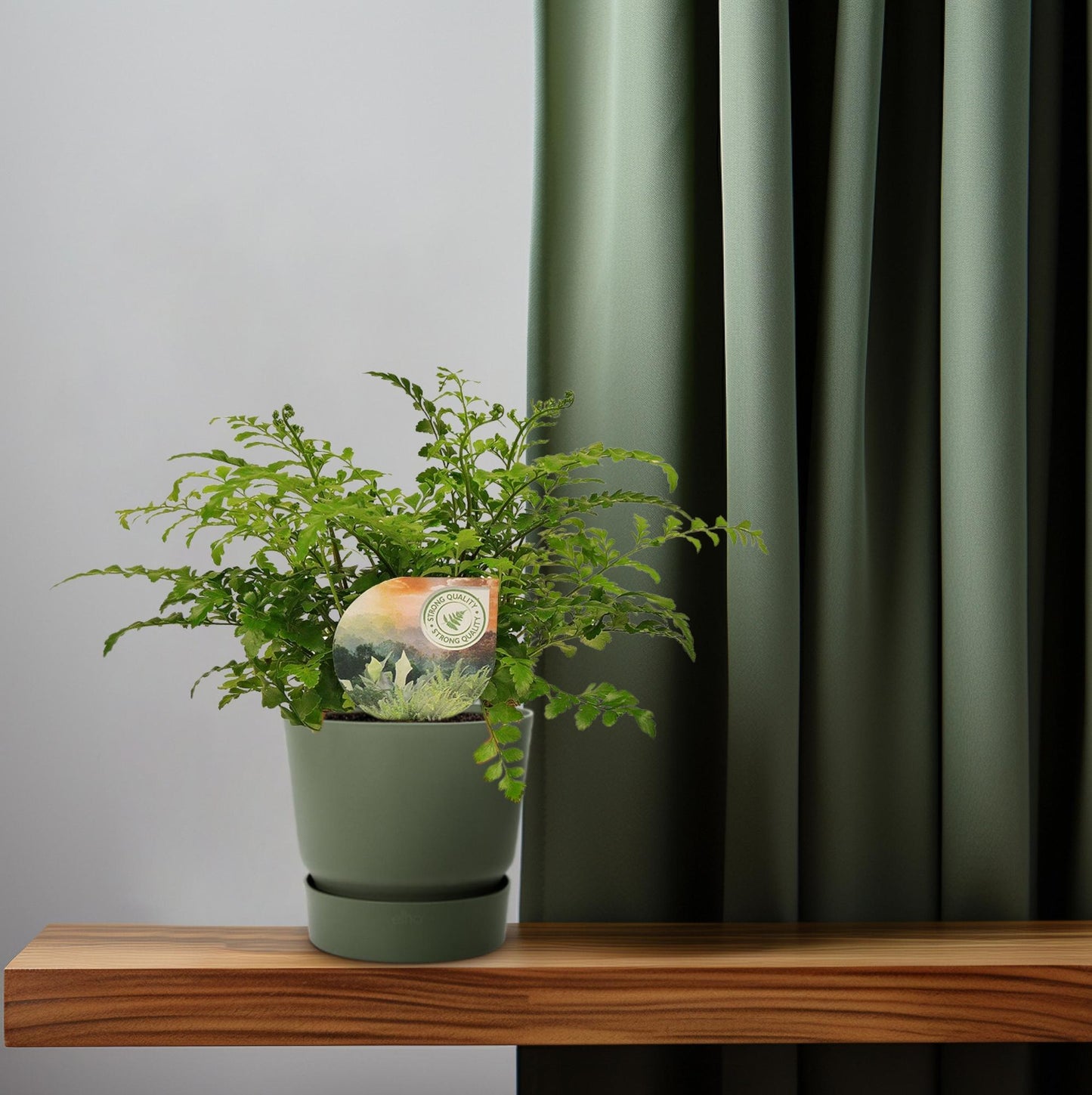 Asplenium Parvati – Nestvaren kamerplant