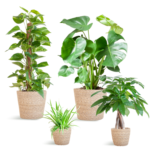 Easy care Plantenbox - medium - met mand Sofia