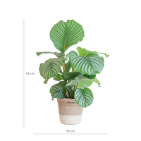Calathea Orbifolia met Lissabon mand wit - 65cm - Ø19