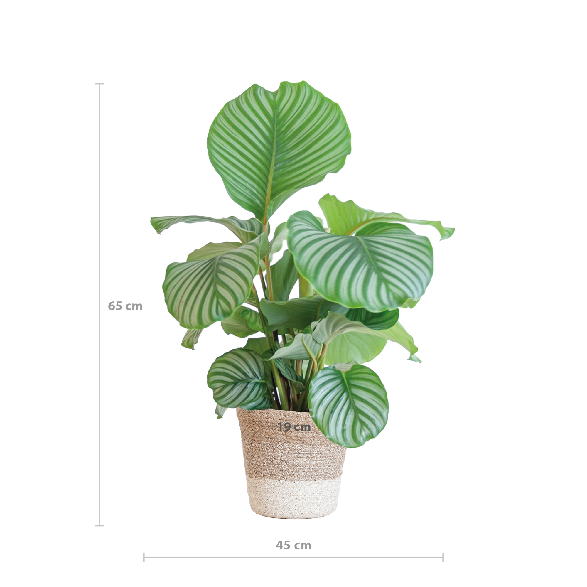 Calathea Orbifolia met Lissabon mand wit - 65cm - Ø19