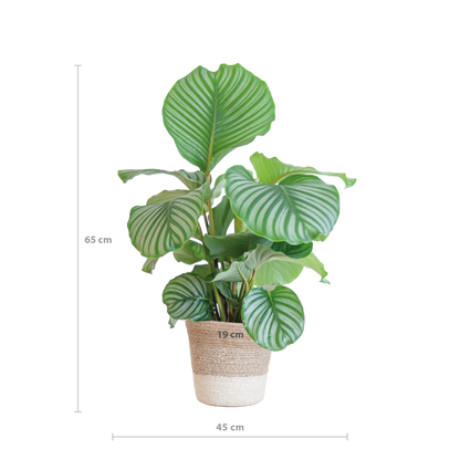 Calathea Orbifolia met Lissabon mand wit - 65cm - Ø19