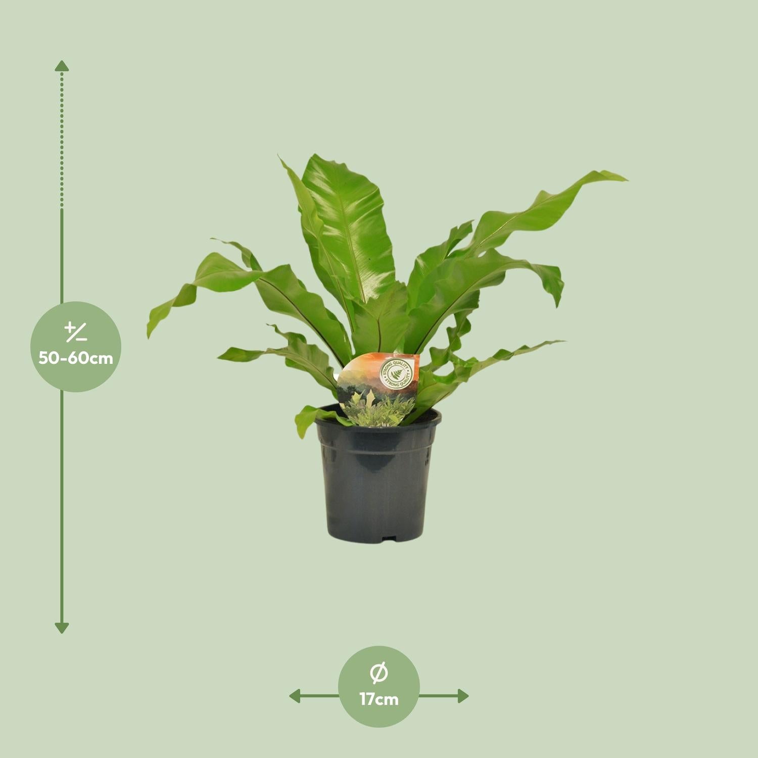 Asplenium nidus Nestvaren