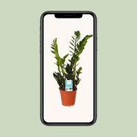 Zamioculcas Zamiifolia - Ø14cm - ↕45cm