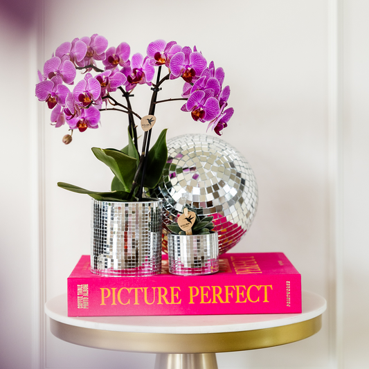 Phalaenopsis ‘Vienna’ – Ø9cm – ↕25-35cm COMBI DEAL van 2 planten