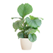 Calathea Orbifolia met Viber wit - 65cm - Ø21
