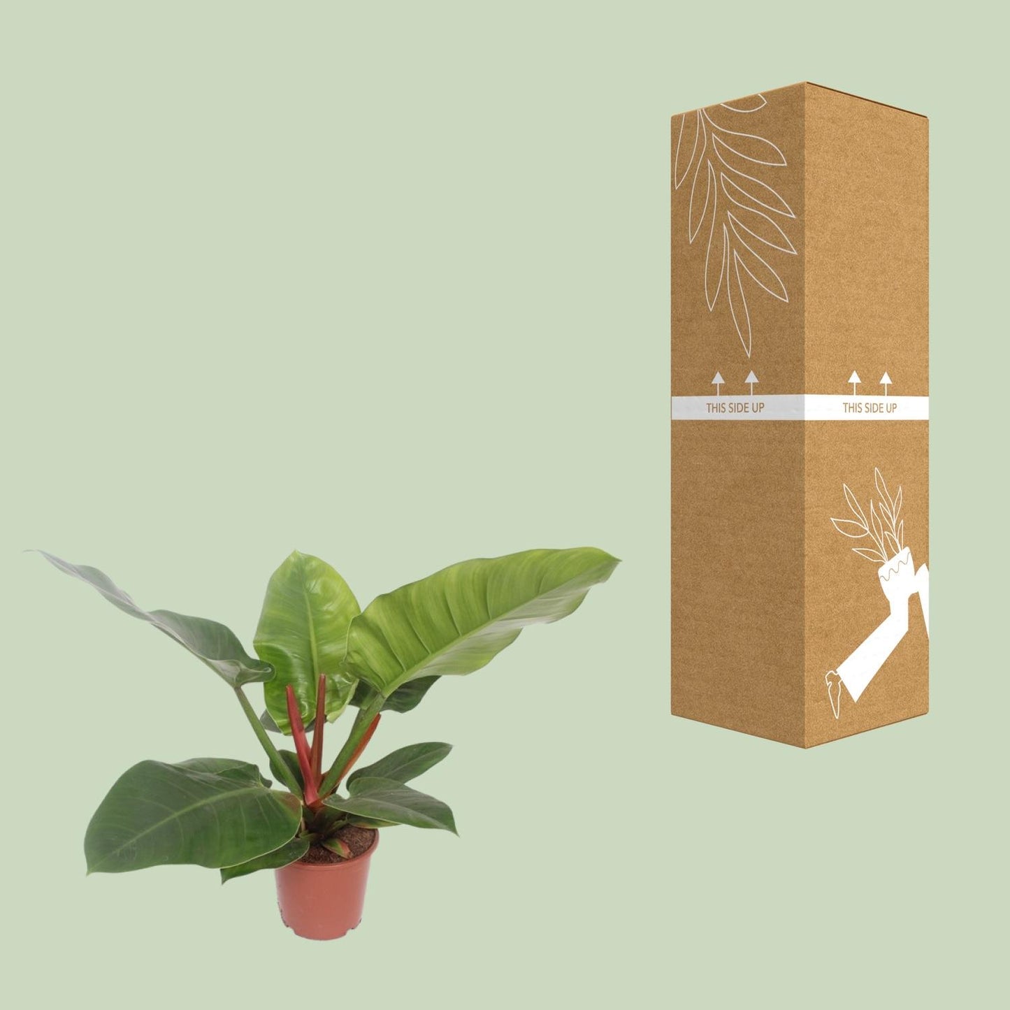 Philodendron Imperial Green – Philodendron kamerplant