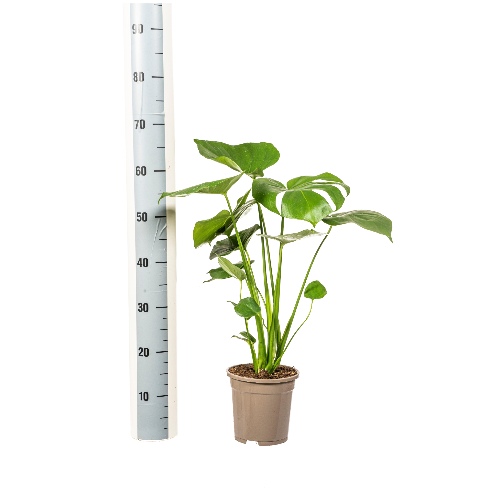 Monstera deliciosa – Gatenplant