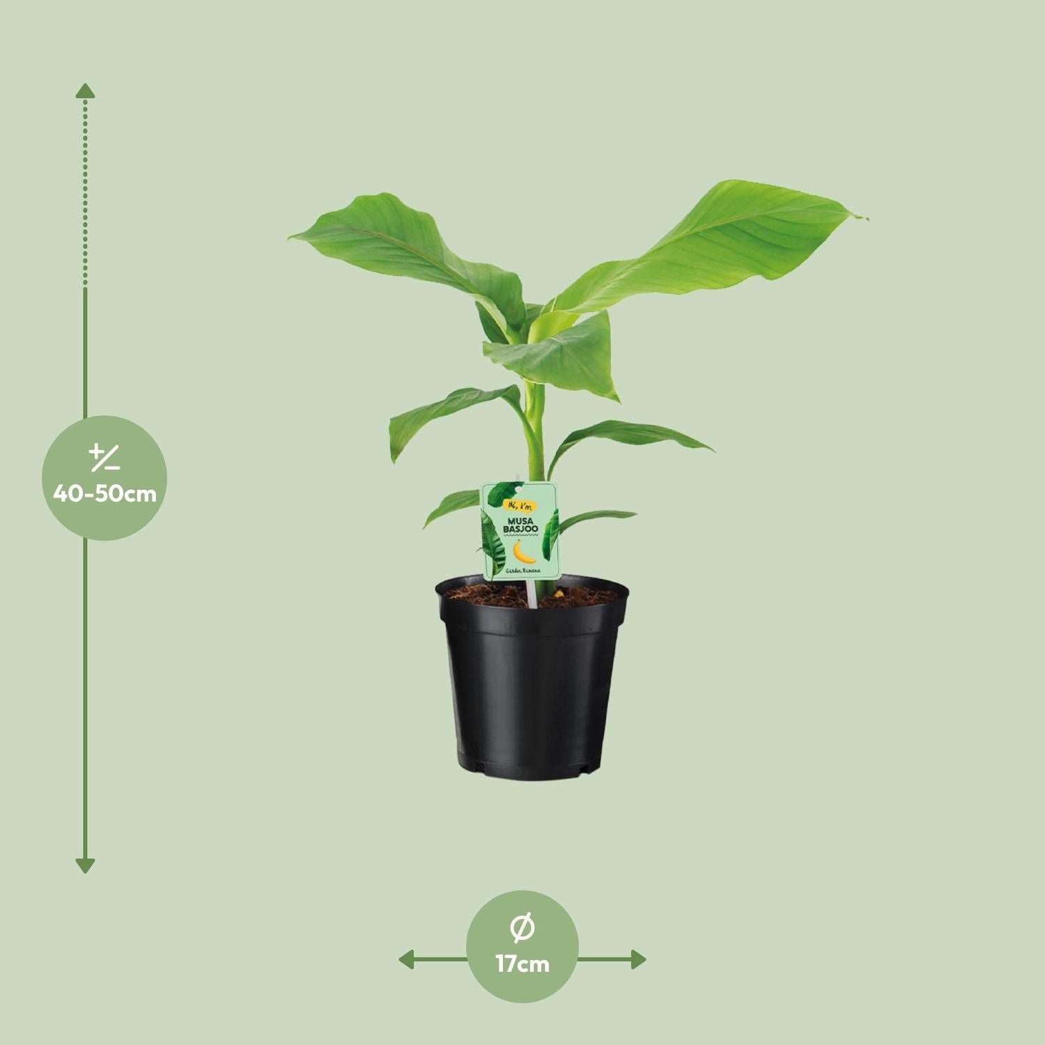 Musa Dwarf Cavendish – Bananenplant kamerplant