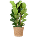 Ficus Lyrata XL met Torun mand - 140cm - Ø27