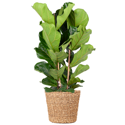 Ficus Lyrata XL met Torun mand - 140cm - Ø27