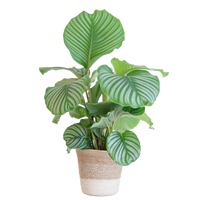 Calathea Orbifolia met Lissabon mand wit - 65cm - Ø19