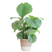 Calathea Orbifolia met Lissabon mand wit - 65cm - Ø19