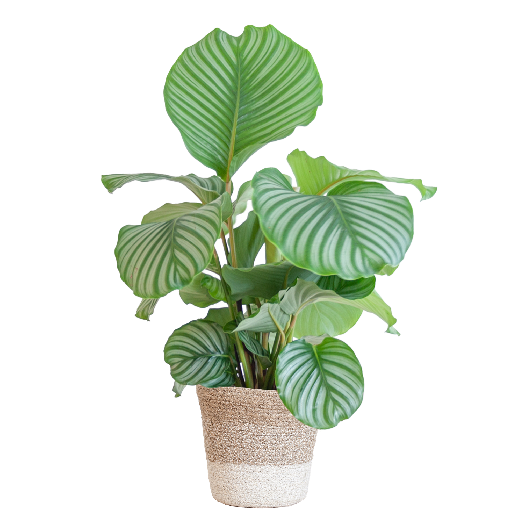 Calathea Orbifolia met Lissabon mand wit - 65cm - Ø19