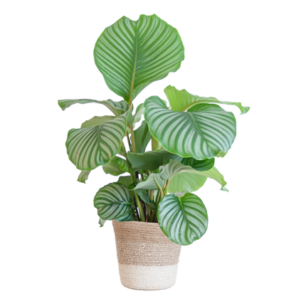 Calathea Orbifolia met Lissabon mand wit - 65cm - Ø19