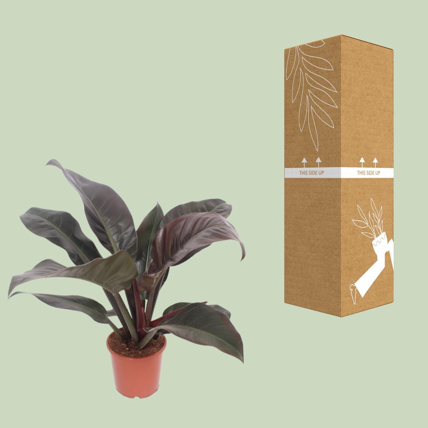 Philodendron Imperial Red – Philodendron kamerplant