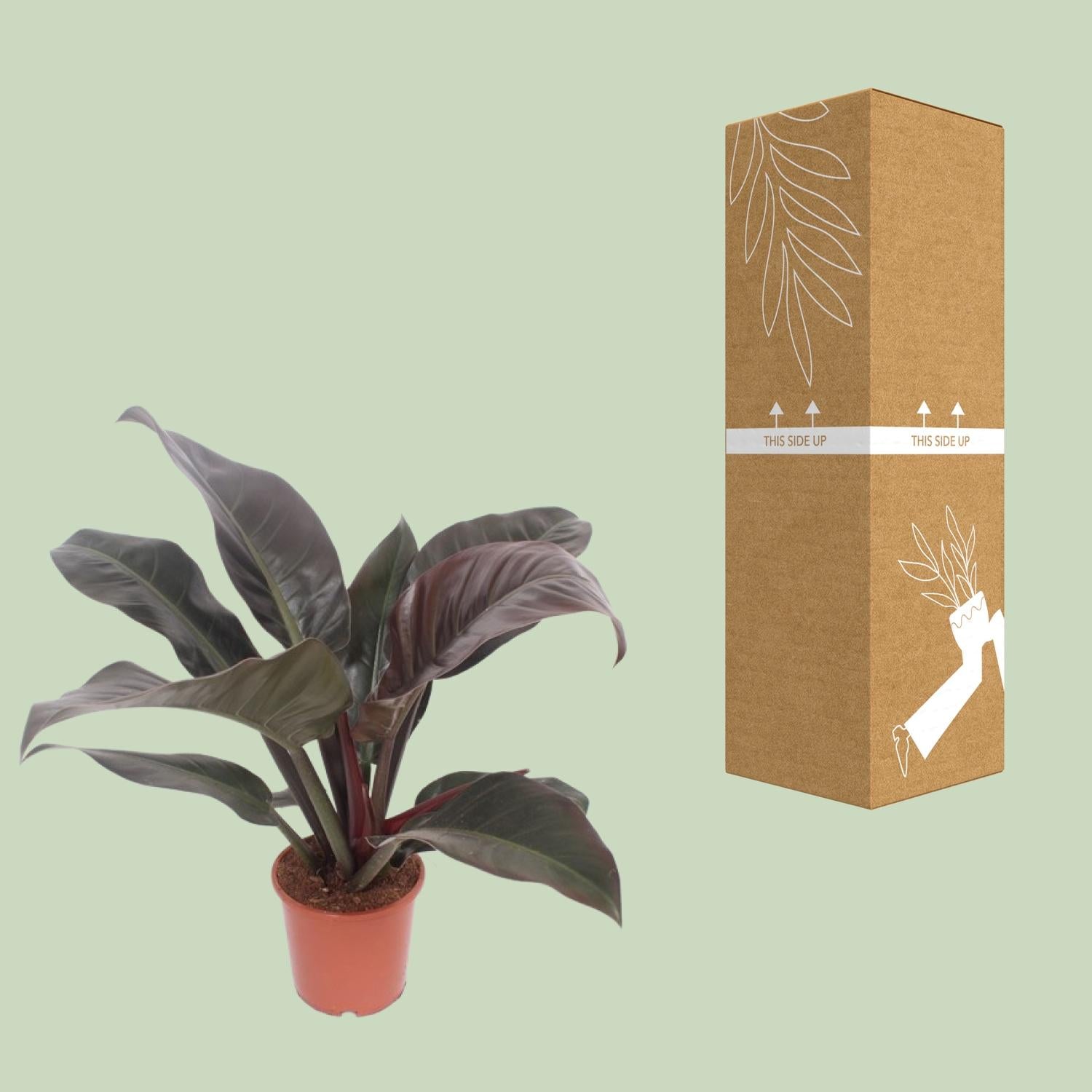 Philodendron Imperial Red – Philodendron kamerplant