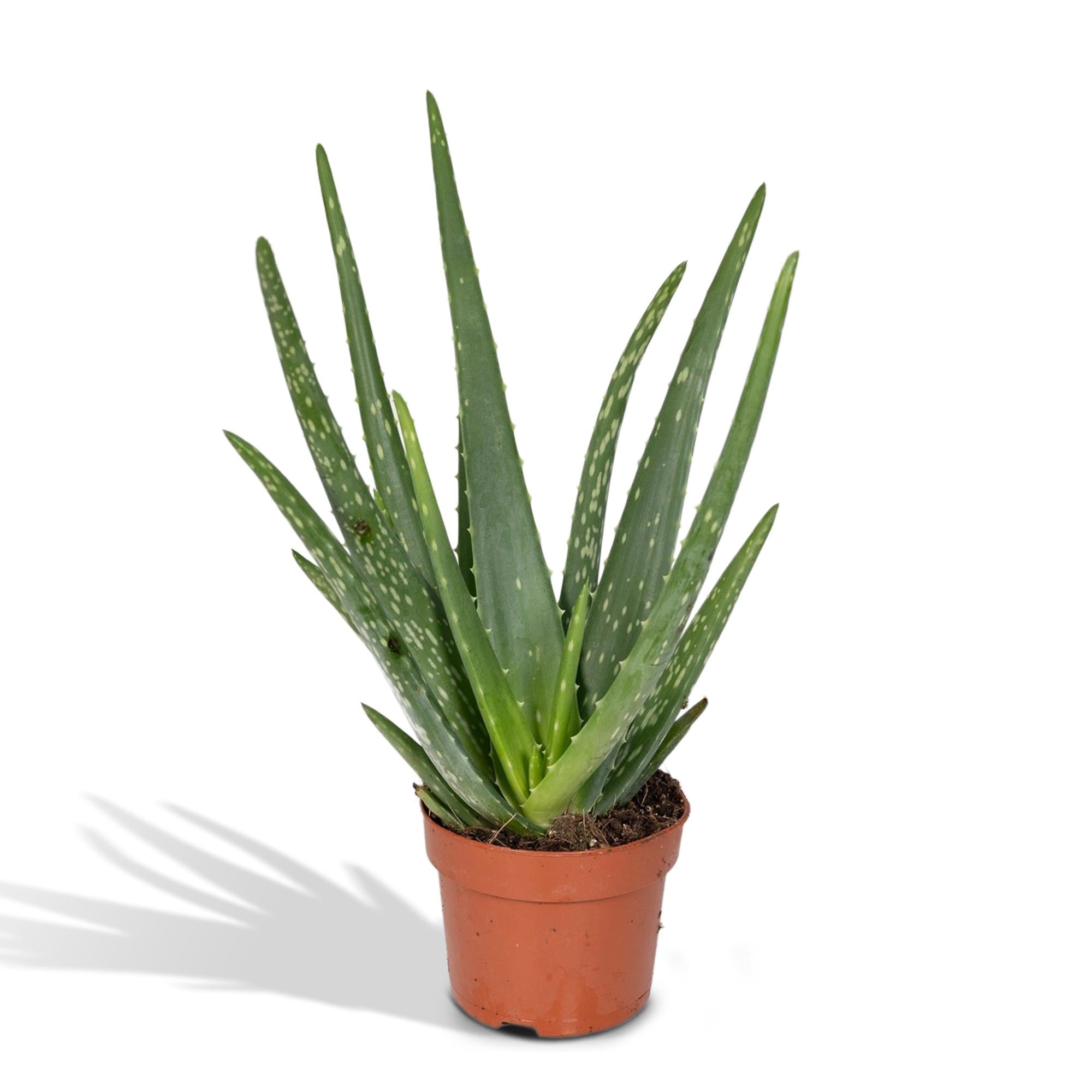 Aloe Vera – Aloë vera kamerplant