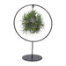 Tillandsia Ring Mix - Ø15cm - ↕35cm