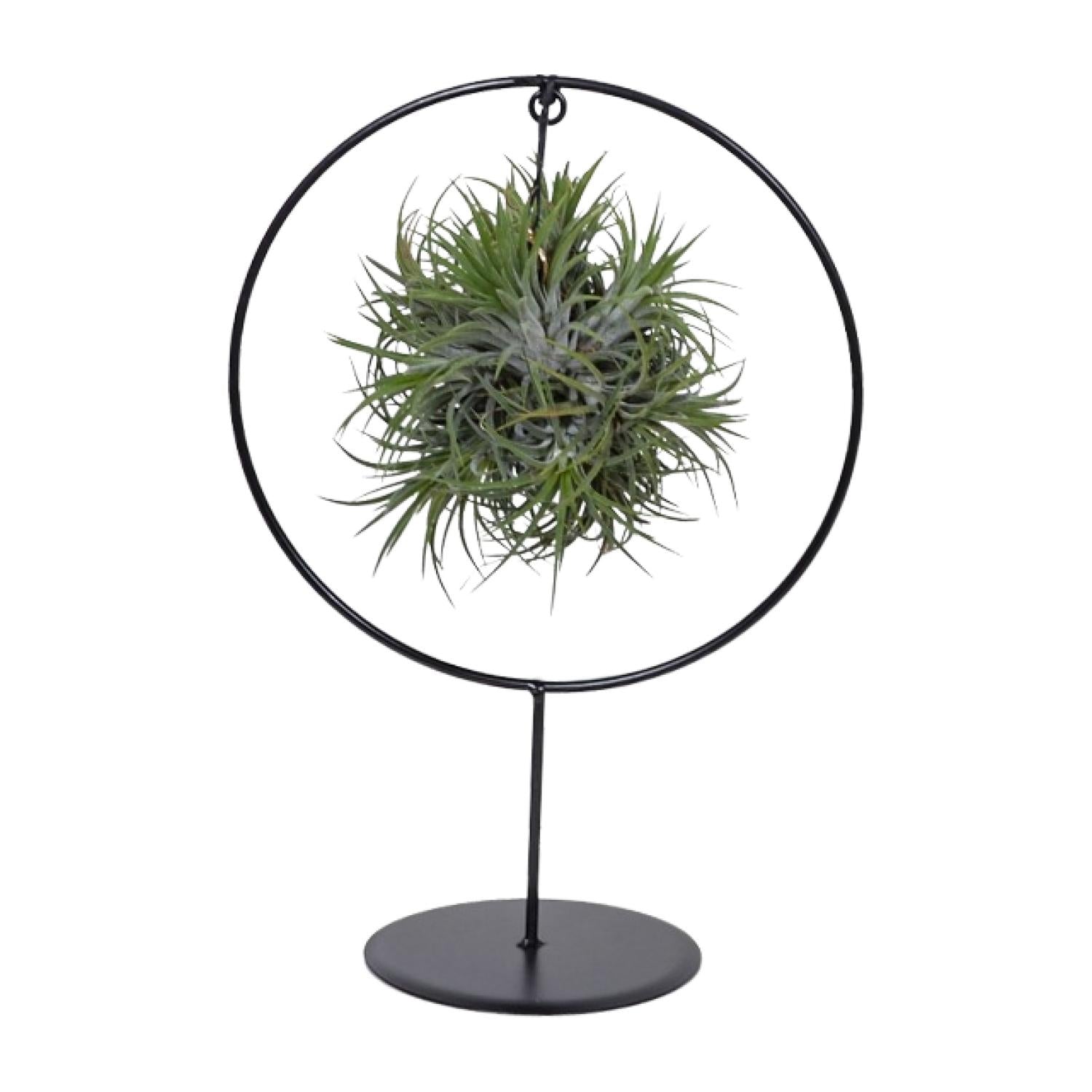 Tillandsia Ring Mix - Ø15cm - ↕35cm